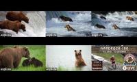 Thumbnail of Bears and hardrock 100 2