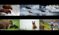Thumbnail of Bears and hardrock 100 3