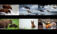 Thumbnail of Bears and hardrock 100 4