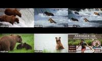 Thumbnail of Bears and hardrock 100 5