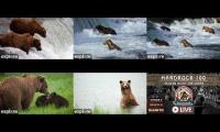 Thumbnail of Bears and hardrock 100 6