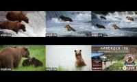 Thumbnail of Bears and hardrock 100 8