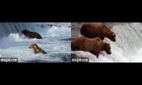 Katmai Bear Watch 2024