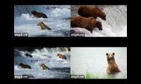 Katmai Bear Watch 2024