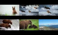 Thumbnail of Brooks Falls Cameras Katmai