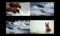 Thumbnail of BearCams: BF, BFL, RF, RW
