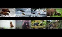 Katmai + Tongass by Explore.org