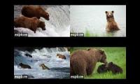 Thumbnail of Brooks Falls Bears in Alaska