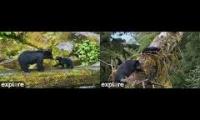 Thumbnail of Black Bear Cams Explore Bears & Bisons