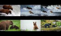 Katmai + Anan Bear Cameras