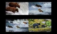 Thumbnail of Katmai and Anan bear cams
