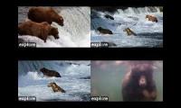 BearVIsion at Brooks Falls in Katmai