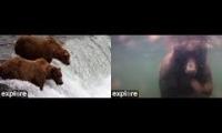 Thumbnail of Alaska Bears Streaming Cam