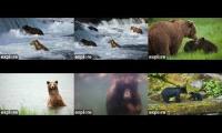 katmai and tongass bears eating salmon