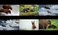 Thumbnail of Brooks & Tongass Bears