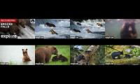 Live Cameras Alaska Bears 2024