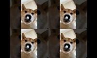 Thumbnail of Animales hermosos e increíbles de ver
