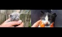 Thumbnail of Tiny Kittens Kitten Rescue