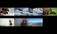 Thumbnail of BearCams including Dumpling: BF-BFL-RF-KRV-RW-UW-fDM
