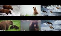 2024 Katmai National Park Bear Cams