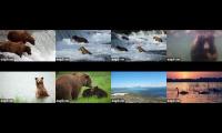 Brooks River Bear Cams, Katmai National Park