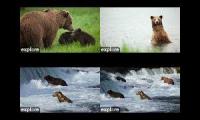 Thumbnail of Katmai bears BFL RW KRV Riffles