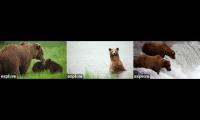 Thumbnail of Katmai Bear Cams KRV-RW-BF