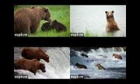Thumbnail of katmai bear cams krv rw rf bf
