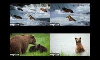 Thumbnail of Bear Cams RF, BFL, KRV, RW