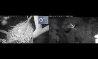 Thumbnail of KNF E1 Nest and canopy cam