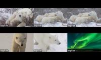 Thumbnail of Churchill polar bear cams