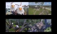 Thumbnail of A lot of Bald Eagle Cameras