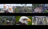 Thumbnail of A lot of Bald Eagle Camera #2