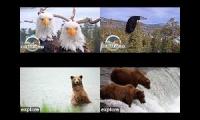 Thumbnail of Dave_Eagles_and_Bears_Live_FourLIVE
