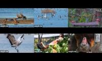 Thumbnail of Explore Birds and Bats