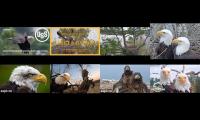 Thumbnail of Live Bald Eagle Nests