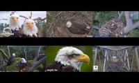 Thumbnail of A whole lot of eagle nest cameras