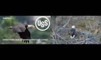Thumbnail of More Live Bald Eagle Nests