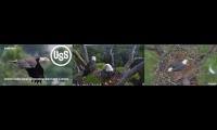 Live Cam Bald Eagles More