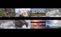 Thumbnail of MT mash up #1- Eagles, Brwon and Polar Bears, Africa , Naknek River Alaska