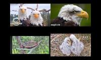 Thumbnail of eagles, eagles and more eagles