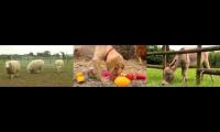 Thumbnail of BIG BARN FARM YOU CANT TEACH A NEW DOG OLD TRICKS LESTER LOSES HIS VOICE THE GRASS IS ALWAYS GREENE