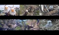 Thumbnail of A whole lot of bald eagle nest cemeras