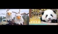 Lynda Panda and Eagles