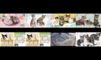 Thumbnail of ljdsru-dffukjbn-hogonekonoie-2021-06-15