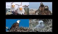 Thumbnail of Bald Eagle Live Cams 2025