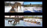 Thumbnail of brownfield deer pantry