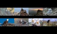 Thumbnail of Explore.org eagles WE-WEL-WEO-TH-SC-FP-BB-BBO