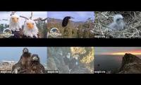 Thumbnail of Eagles 2025 West End, Two Harbors and Big Bear