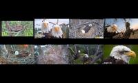 Thumbnail of Eagles nests WRDC BB JC KS LMC KNF NEFL4 DE